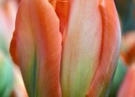 Tulipa Disneyland Paris (4)